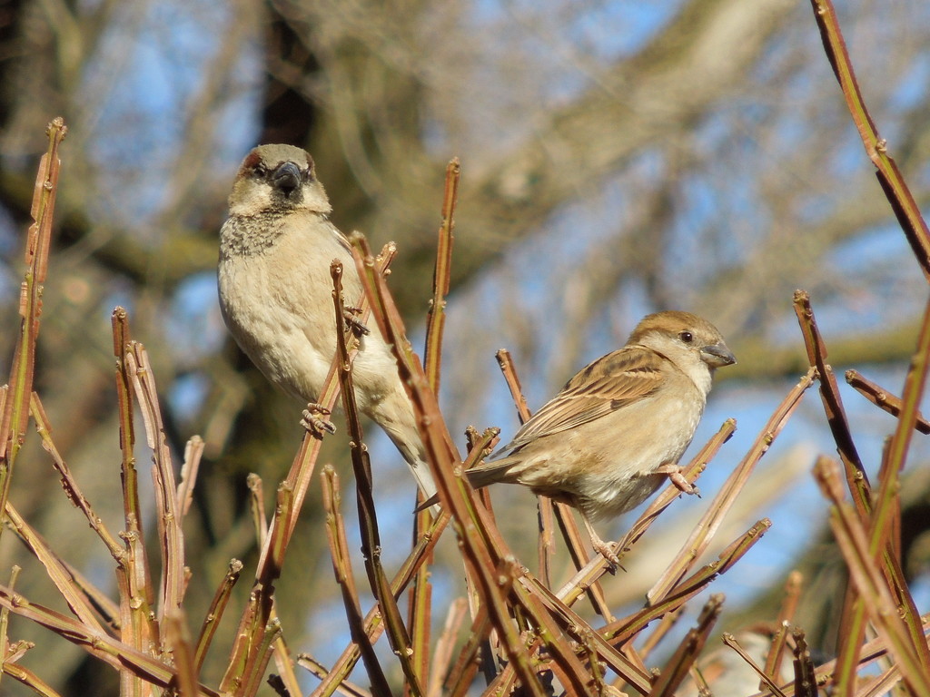 3-13-21 Mr. and Mrs. House Sparrow by bkp