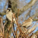 3-13-21 Mr. and Mrs. House Sparrow by bkp