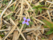 13th Mar 2021 - Purple Flower