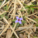 Purple Flower by sfeldphotos