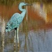 This Heron's Always at Mirror Pond by granagringa
