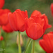 Tulip Time by lynne5477