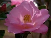 14th Mar 2021 - My favorite camellia...