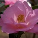 My favorite camellia... by marlboromaam