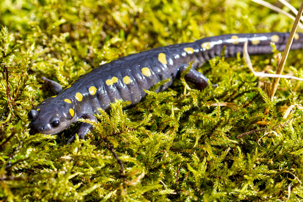 Yellow Spotted Salamander by cwbill