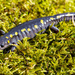 Yellow Spotted Salamander by cwbill