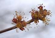 14th Mar 2021 - Maple tree in bloom