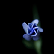 13th Mar 2021 - Periwinkle