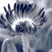 livingstone daisy by blueberry1222