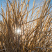 Golden grasses by sschertenleib