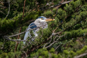 13th Mar 2021 - Great Blue Heron-rookery