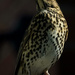 Thrush by maureenpp