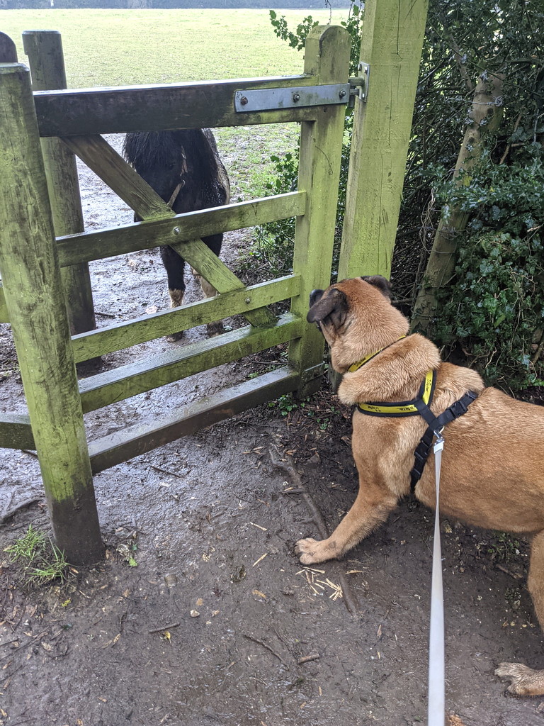 Meeting The Local Tiny Horses by bulldog