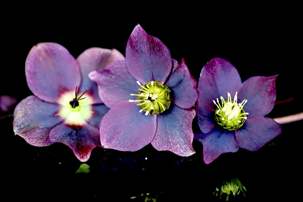 🌈 Purple Hellebore by phil_sandford
