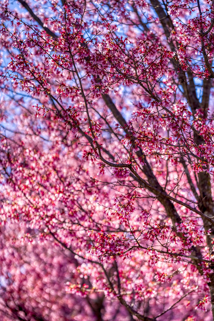 Redbud Trees by kvphoto