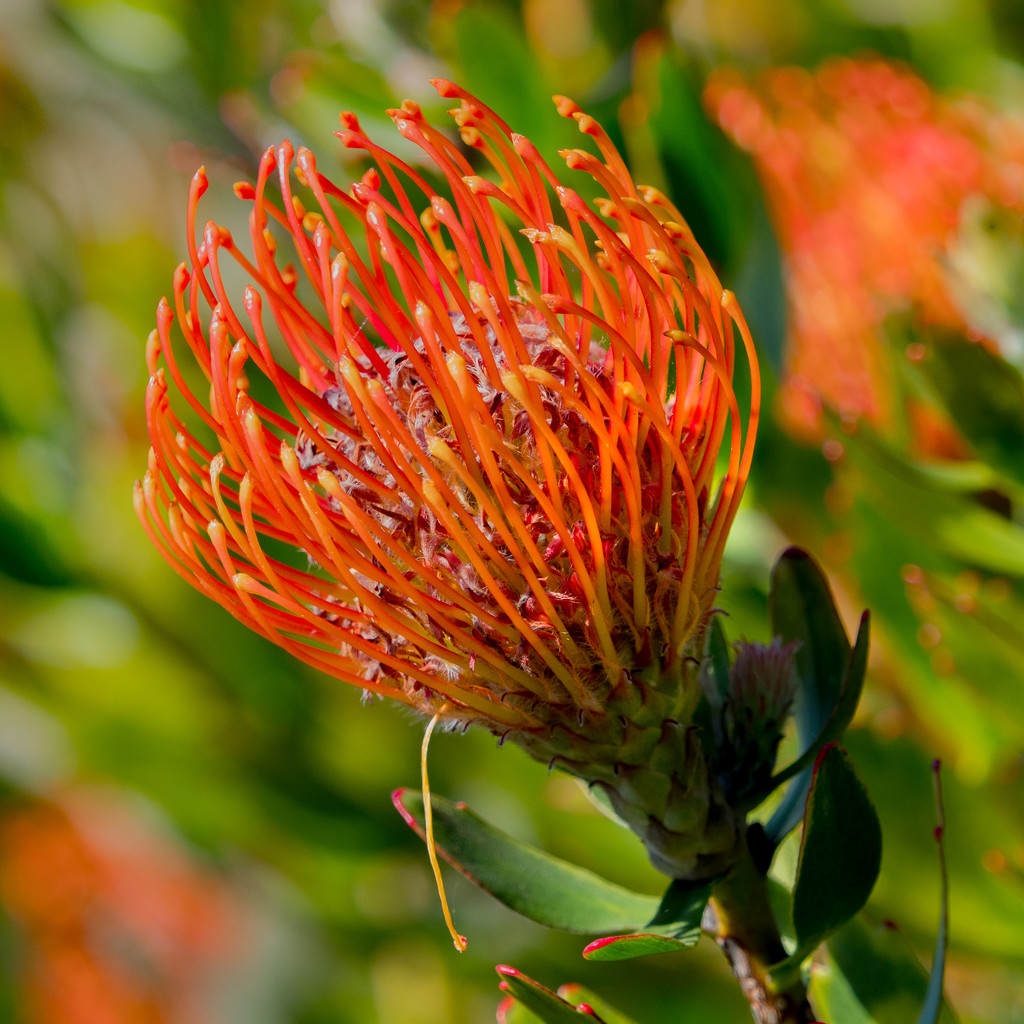 Aftrican Protea by gosia