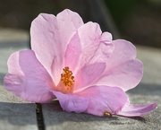 14th Mar 2021 - LHG-6750- Pink bloom on bench