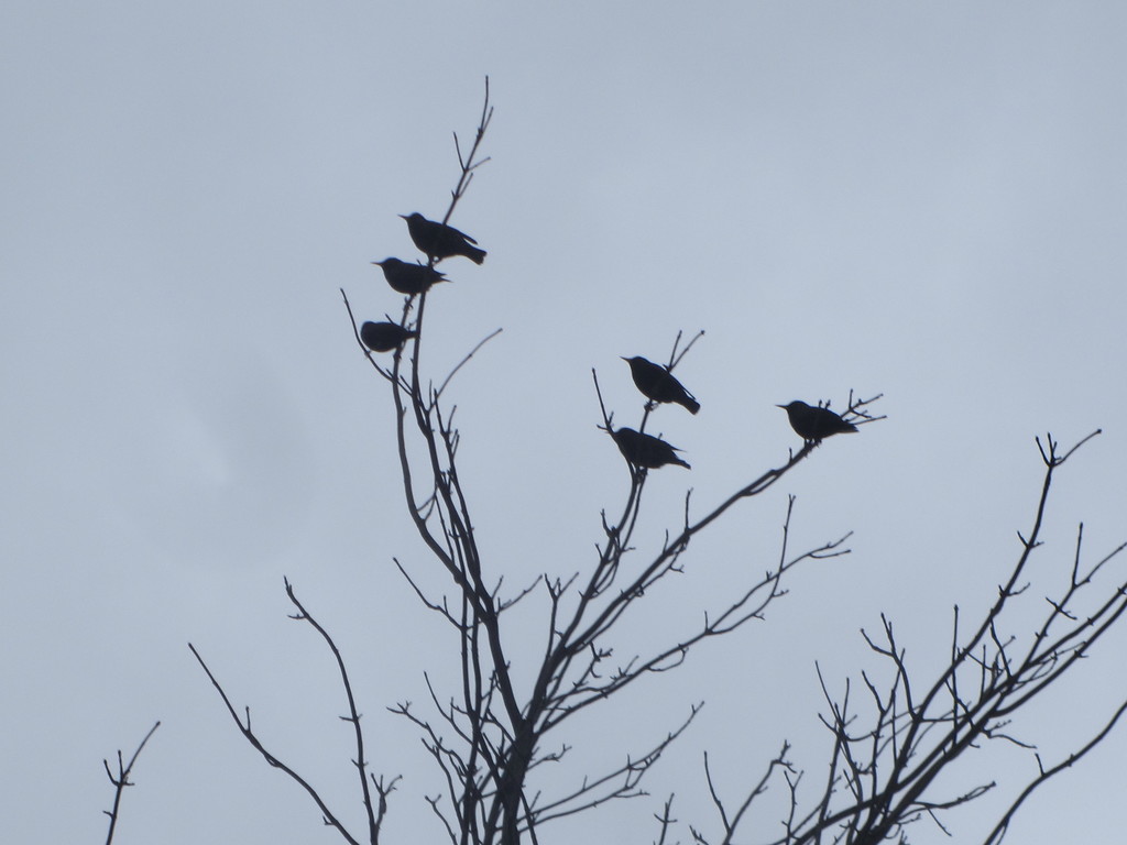Six Starlings on Mother's Day walk. by grace55