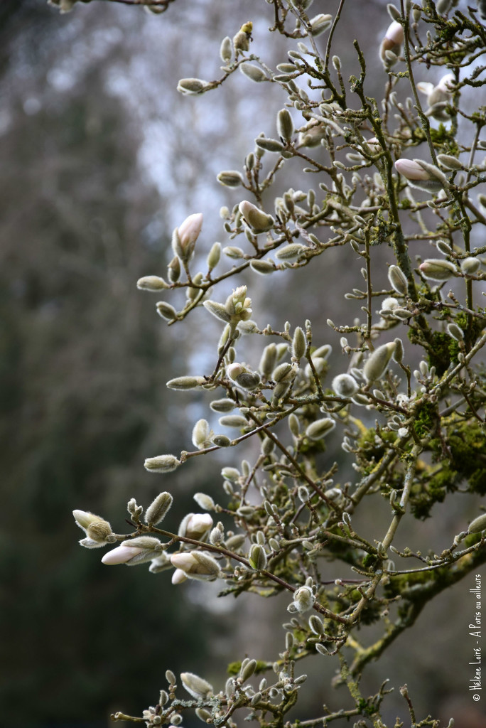 magnolia by parisouailleurs