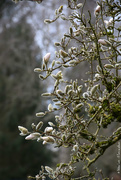 14th Mar 2021 - magnolia
