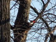 14th Mar 2021 - 3-14-21 Pileated Woodpecker