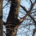 3-14-21 Pileated Woodpecker by bkp
