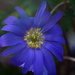 Anenome in blue............ by ziggy77