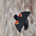 Red-winged Black Bird by fayefaye