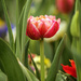 Tulip II by lynne5477