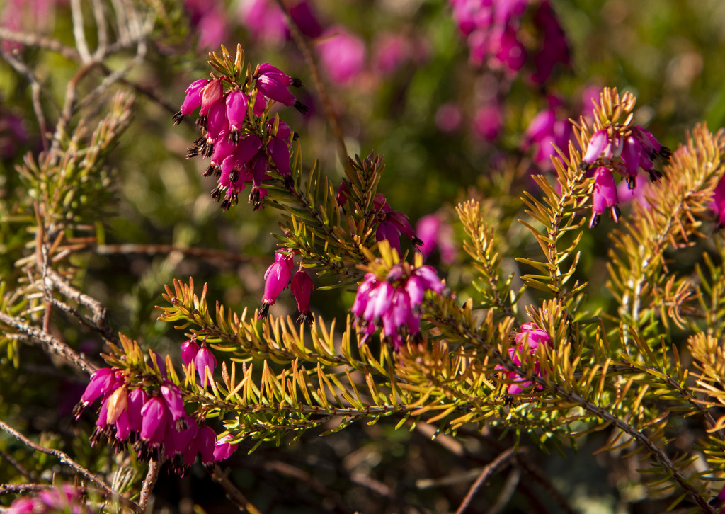 Pink Heather by clivee