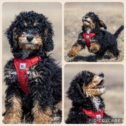 14th Mar 2021 - Maggie the Bernedoodle