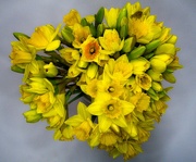 14th Mar 2021 - Dafs for Mother's Day