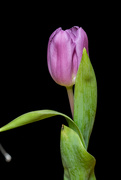 14th Mar 2021 - Tulip 2