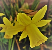 14th Mar 2021 - Daffodil 