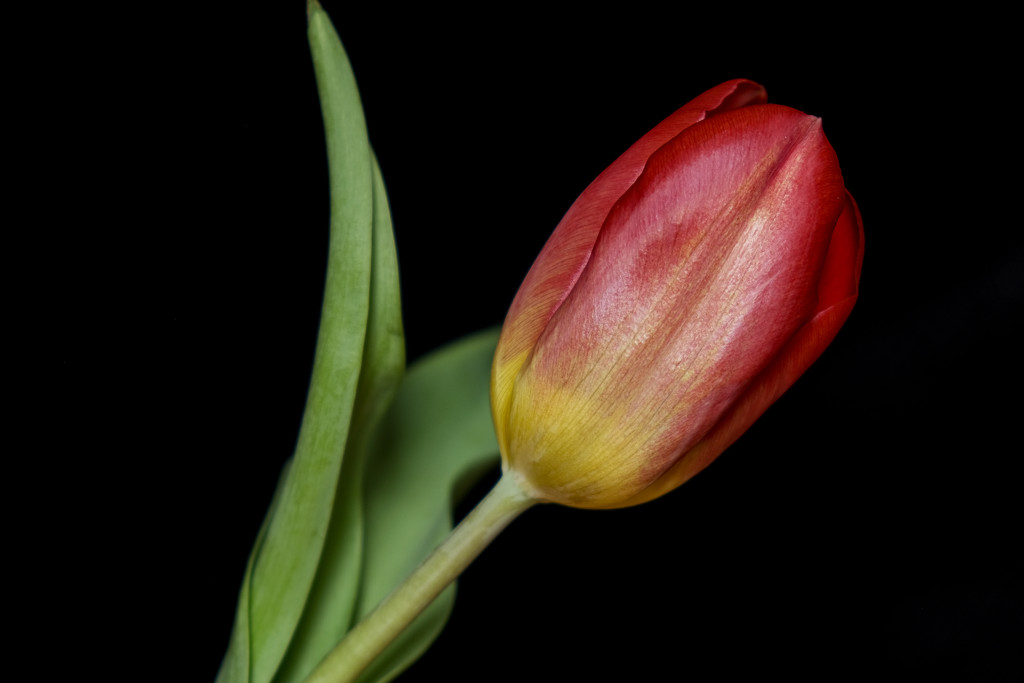 Tulip 1 by 365nick