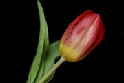 13th Mar 2021 - Tulip 1