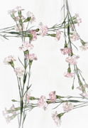 14th Mar 2021 - Pink - Mini Carnations