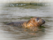 14th Mar 2021 - Greay seal