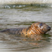 Greay seal by haskar