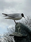 14th Mar 2021 - Seagull visiting Admiral Fieldhouse
