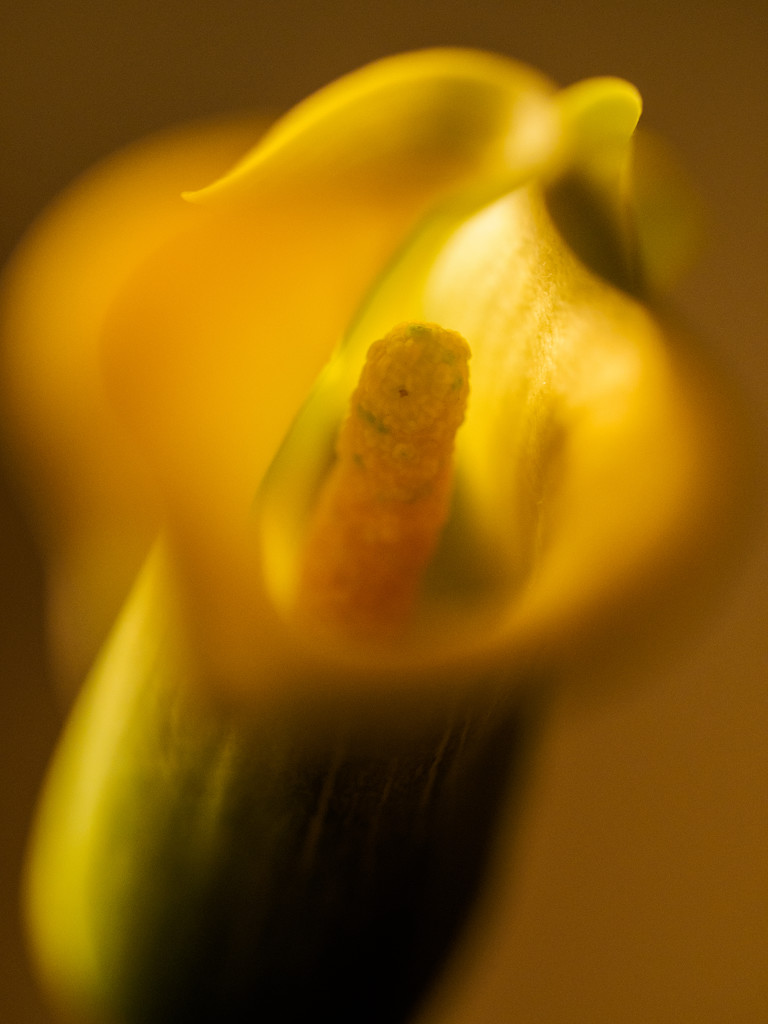 Miniature Calla Lilly 2 by tosee