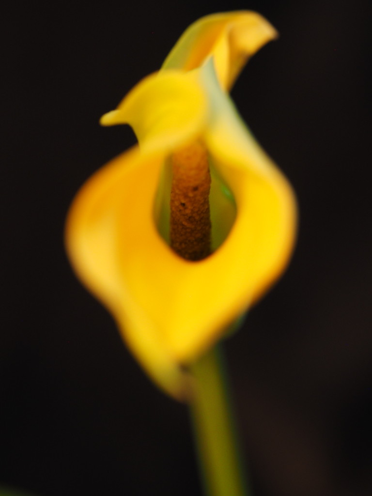 Miniature Calla Lilly 3 by tosee