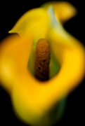 12th Mar 2021 - Miniature Calla Lilly 4