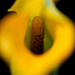 Miniature Calla Lilly 4 by tosee