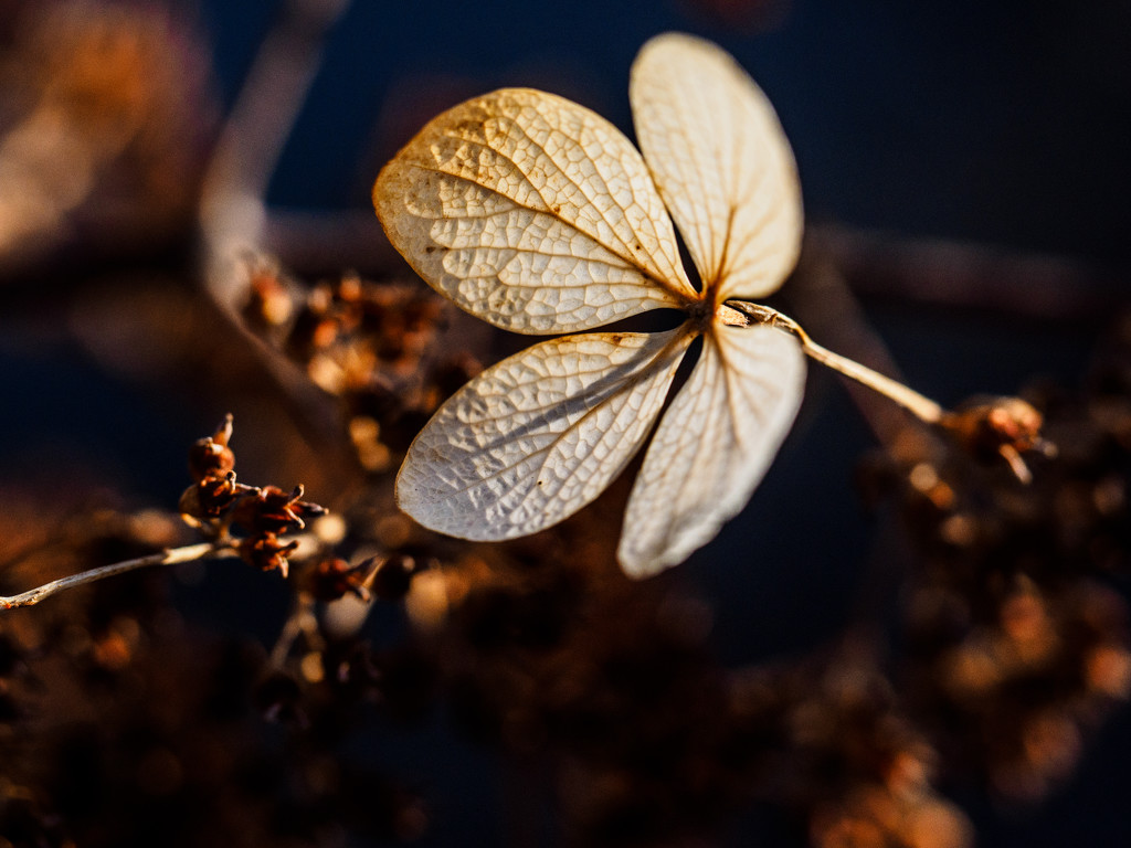 Lone Winter Flower  by tosee