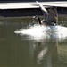Goose Splash by granagringa