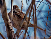 12th Mar 2021 - song sparrow 