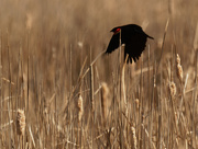 12th Mar 2021 - red-winged blackbird flying over cattails