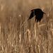 red-winged blackbird flying over cattails by rminer
