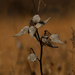 milkweed pods by rminer